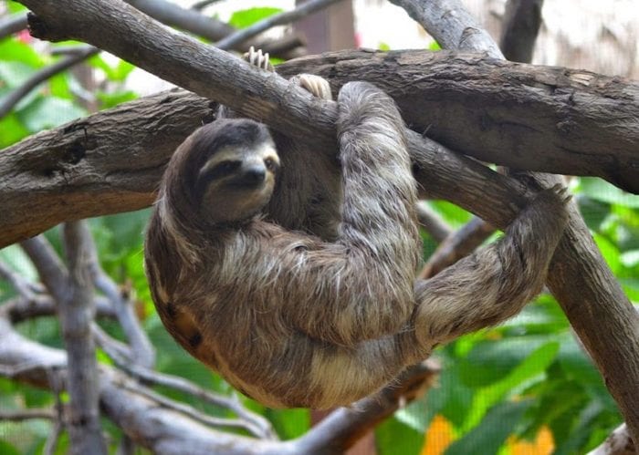 baby sloth stuffed animal realistic