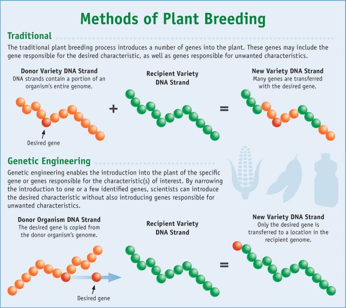 Traditional and Genetic Engineering Plant Breeding Forms 