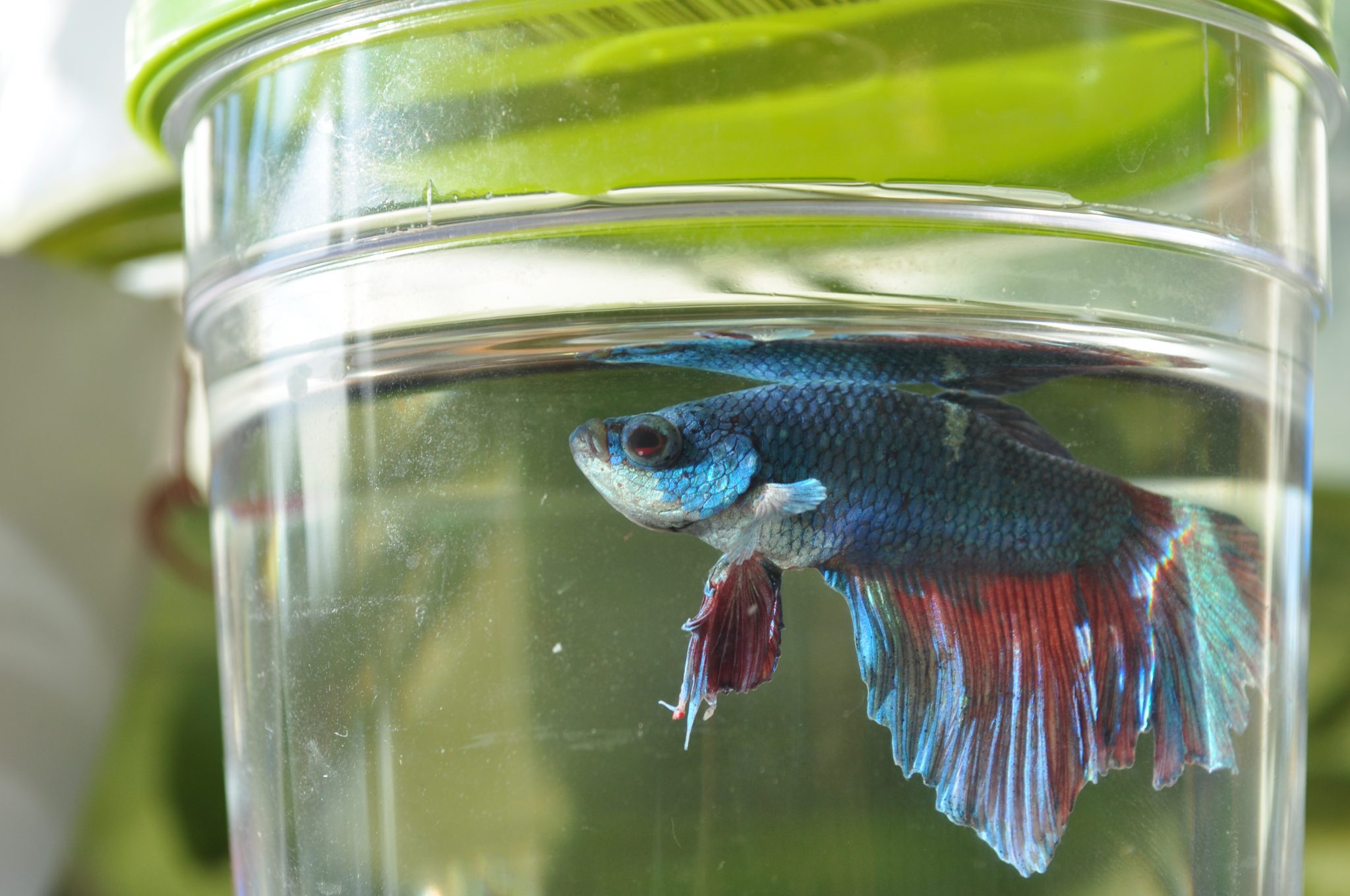 betta-bottled-fish-water-betta-for-fish-forum